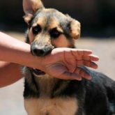 El Mejor Bufete Jurídico de Abogados en Español Especializados en Lesiones por Mordidas de Perro o Mascotas en Pico Rivera California